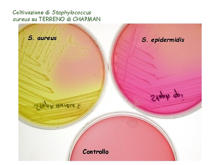 Coltivazione di Staphylococcus aureus su TERRENO di CHAPMAN S. aureus S. epidermidis Controllo 