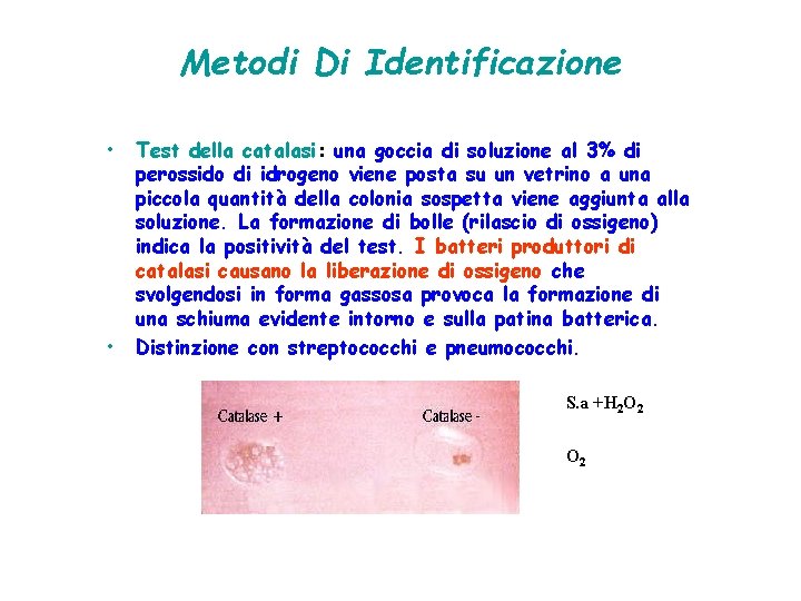 Metodi Di Identificazione • • Test della catalasi: una goccia di soluzione al 3%