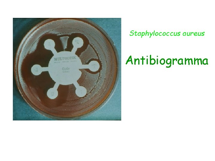 Staphylococcus aureus Antibiogramma 