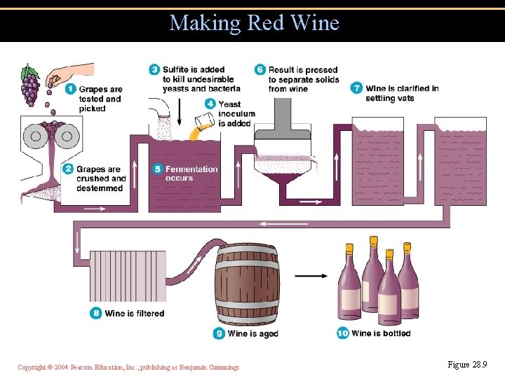 Making Red Wine Copyright © 2004 Pearson Education, Inc. , publishing as Benjamin Cummings