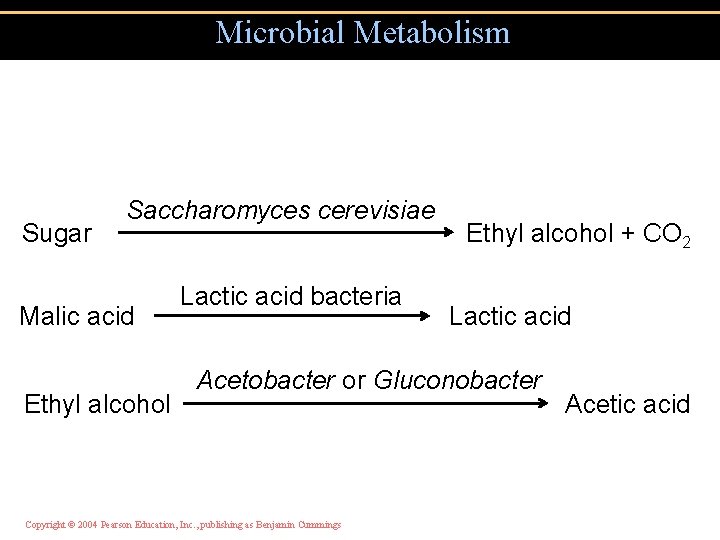 Microbial Metabolism Sugar Saccharomyces cerevisiae Malic acid Ethyl alcohol Lactic acid bacteria Ethyl alcohol