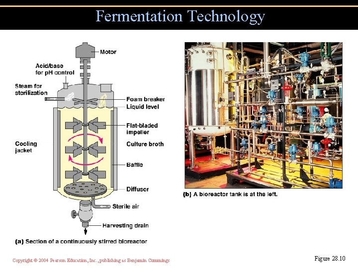 Fermentation Technology Copyright © 2004 Pearson Education, Inc. , publishing as Benjamin Cummings Figure