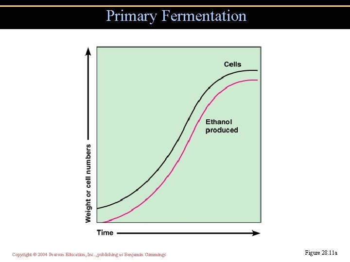 Primary Fermentation Copyright © 2004 Pearson Education, Inc. , publishing as Benjamin Cummings Figure