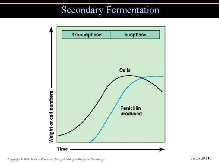 Secondary Fermentation Copyright © 2004 Pearson Education, Inc. , publishing as Benjamin Cummings Figure