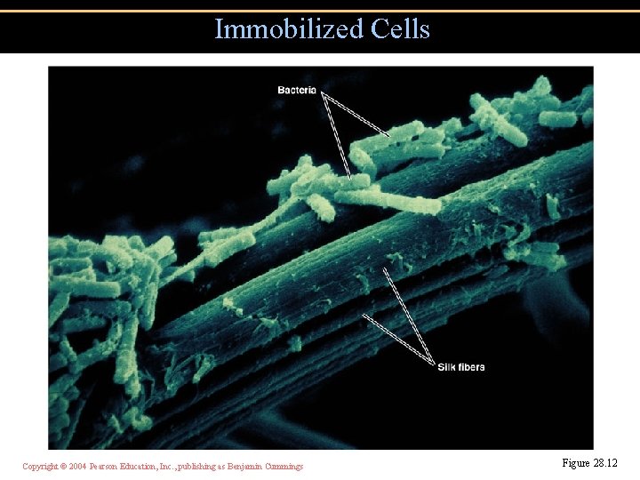 Immobilized Cells Copyright © 2004 Pearson Education, Inc. , publishing as Benjamin Cummings Figure