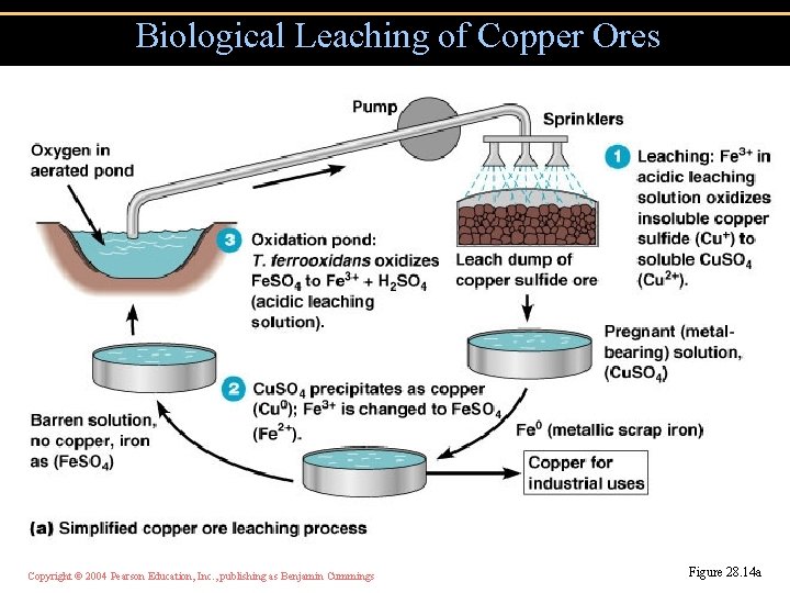 Biological Leaching of Copper Ores Copyright © 2004 Pearson Education, Inc. , publishing as