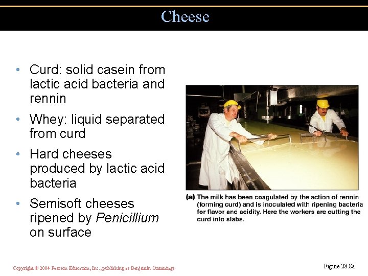 Cheese • Curd: solid casein from lactic acid bacteria and rennin • Whey: liquid