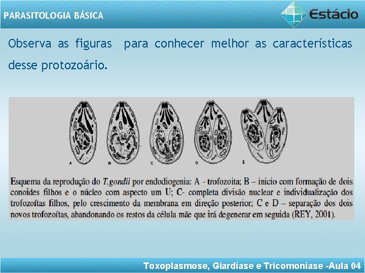 PARASITOLOGIA BÁSICA Observa as figuras para conhecer melhor as características desse protozoário. Toxoplasmose, Giardíase