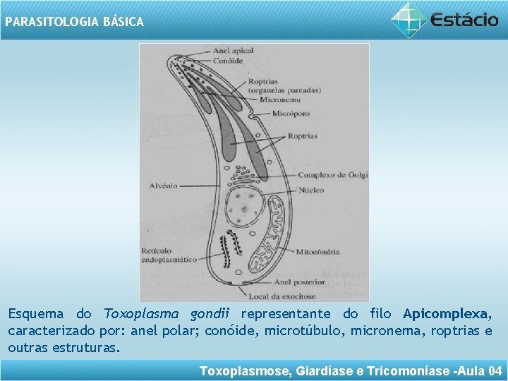 PARASITOLOGIA BÁSICA Esquema do Toxoplasma gondii representante do filo Apicomplexa, caracterizado por: anel polar;