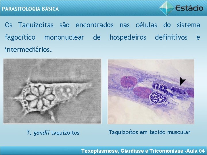 PARASITOLOGIA BÁSICA Os Taquizoítas são encontrados nas células do sistema fagocítico mononuclear de hospedeiros