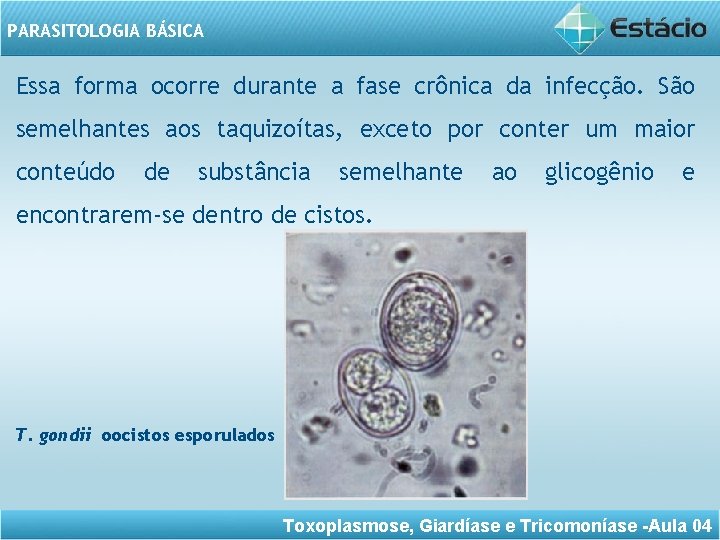 PARASITOLOGIA BÁSICA Essa forma ocorre durante a fase crônica da infecção. São semelhantes aos