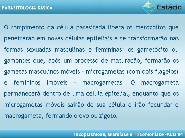 PARASITOLOGIA BÁSICA O rompimento da célula parasitada libera os merozoítos que penetrarão em novas