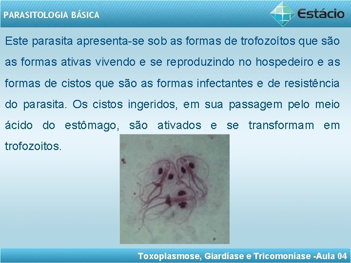 PARASITOLOGIA BÁSICA Este parasita apresenta-se sob as formas de trofozoítos que são as formas