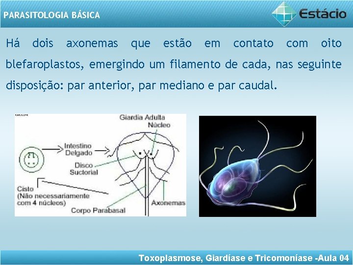 PARASITOLOGIA BÁSICA Há dois axonemas que estão em contato com oito blefaroplastos, emergindo um