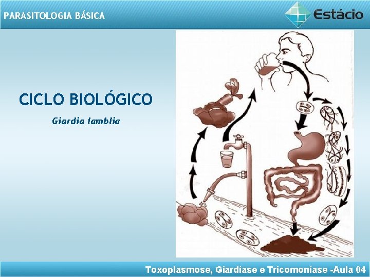 PARASITOLOGIA BÁSICA CICLO BIOLÓGICO Giardia lamblia Toxoplasmose, Giardíase e Tricomoníase -Aula 04 