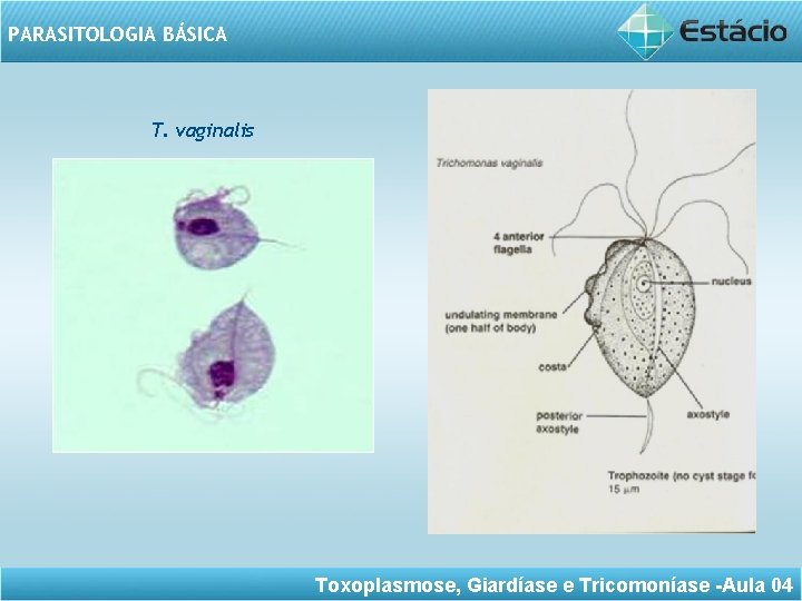 PARASITOLOGIA BÁSICA T. vaginalis Toxoplasmose, Giardíase e Tricomoníase -Aula 04 