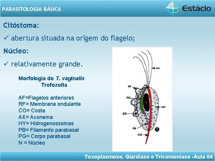 PARASITOLOGIA BÁSICA Citóstoma: ü abertura situada na origem do flagelo; Núcleo: ü relativamente grande.