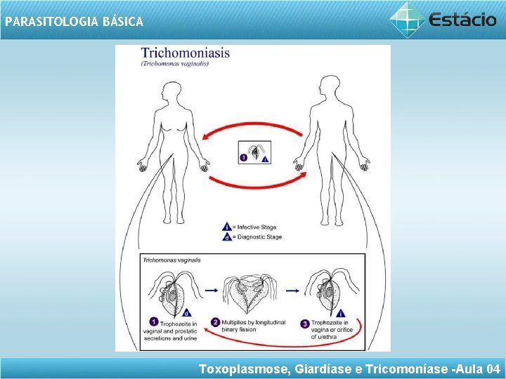 PARASITOLOGIA BÁSICA Toxoplasmose, Giardíase e Tricomoníase -Aula 04 