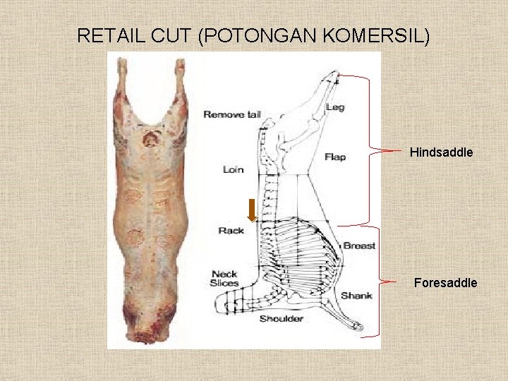 RETAIL CUT (POTONGAN KOMERSIL) Hindsaddle Foresaddle 