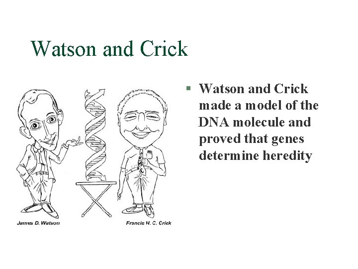 Watson and Crick § Watson and Crick made a model of the DNA molecule