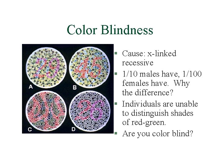 Color Blindness § Cause: x-linked recessive § 1/10 males have, 1/100 females have. Why