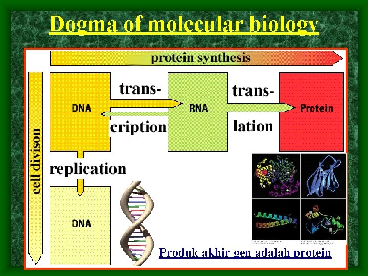 Dogma of molecular biology Produk akhir gen adalah protein 