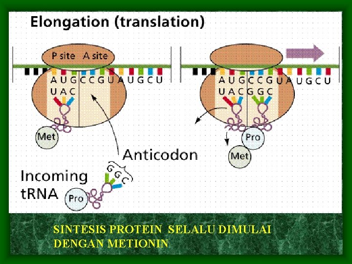 SINTESIS PROTEIN SELALU DIMULAI DENGAN METIONIN 