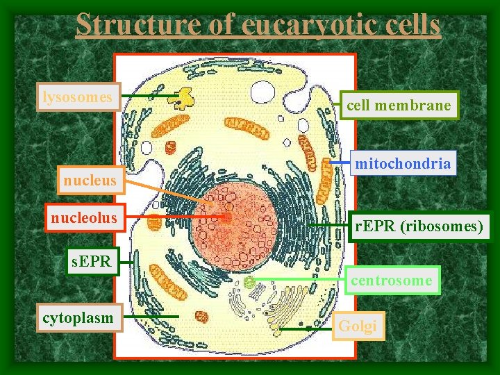 Structure of eucaryotic cells lysosomes nucleus nucleolus cell membrane mitochondria r. EPR (ribosomes) s.