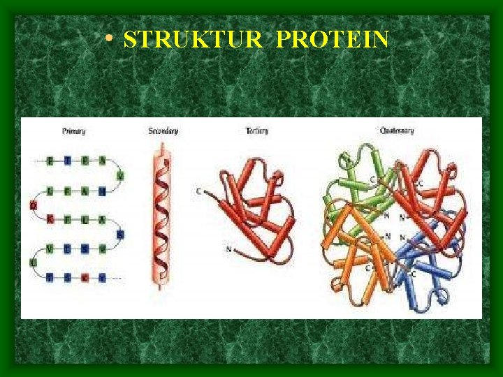  • STRUKTUR PROTEIN 