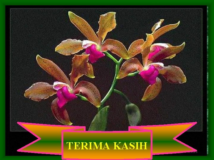 TERIMA KASIH 