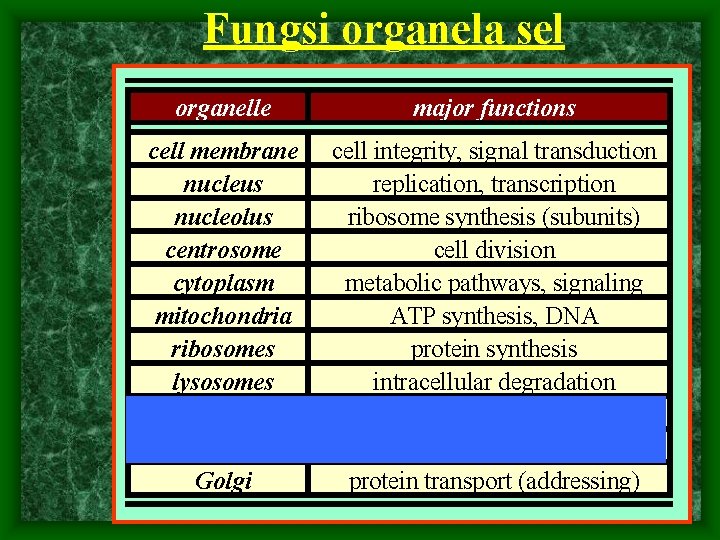 Fungsi organela sel organelle major functions cell membrane nucleus nucleolus centrosome cytoplasm mitochondria ribosomes