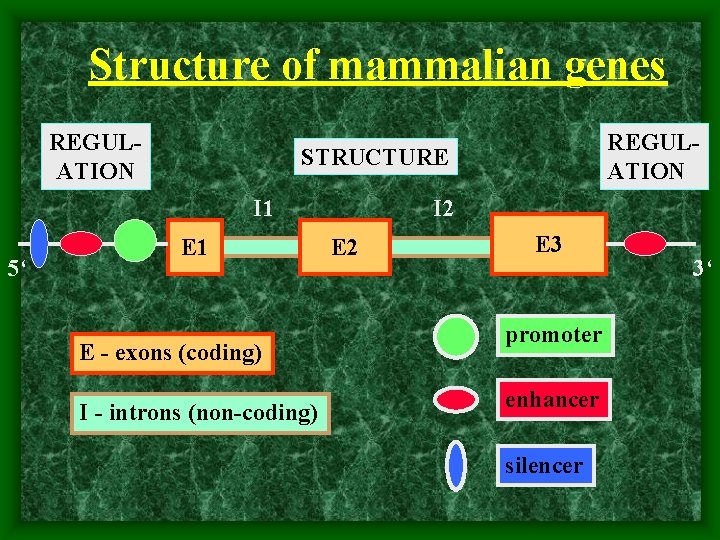 Structure of mammalian genes REGULATION STRUCTURE I 1 5‘ REGULATION E 1 E -