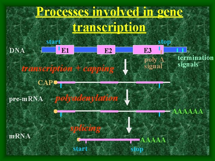 Processes involved in gene transcription start stop E 1 DNA E 2 transcription +