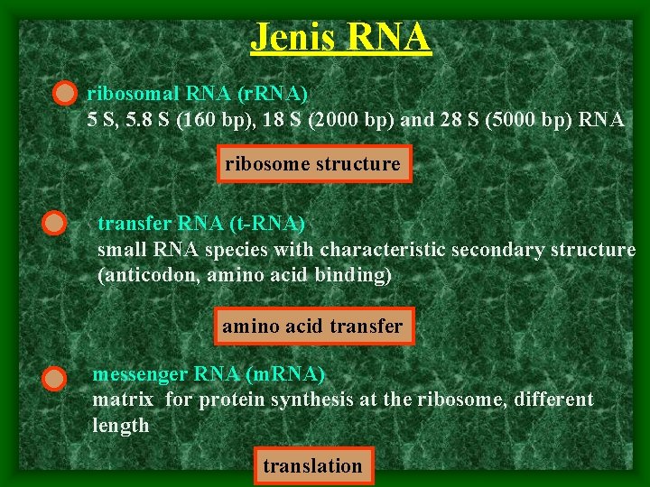 Jenis RNA ribosomal RNA (r. RNA) 5 S, 5. 8 S (160 bp), 18