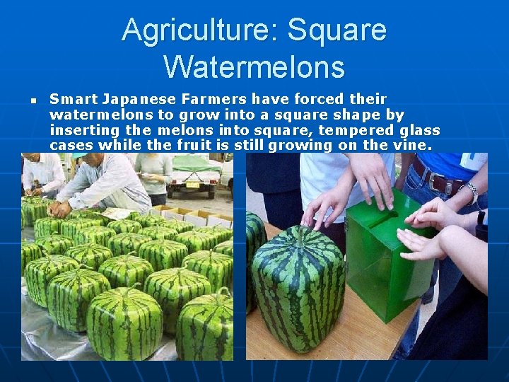 Agriculture: Square Watermelons n Smart Japanese Farmers have forced their watermelons to grow into