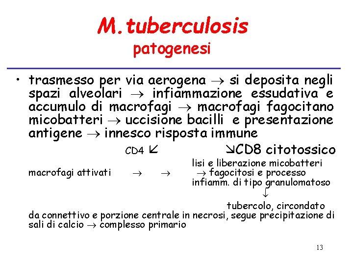 M. tuberculosis patogenesi • trasmesso per via aerogena si deposita negli spazi alveolari infiammazione