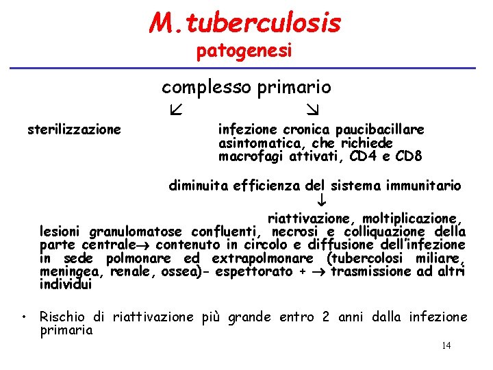 M. tuberculosis patogenesi sterilizzazione complesso primario infezione cronica paucibacillare asintomatica, che richiede macrofagi attivati,