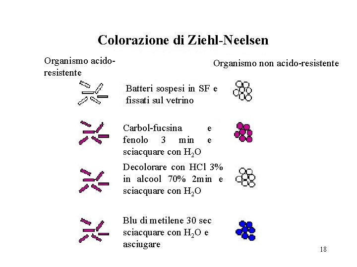 Colorazione di Ziehl-Neelsen Organismo acidoresistente Organismo non acido-resistente Batteri sospesi in SF e fissati