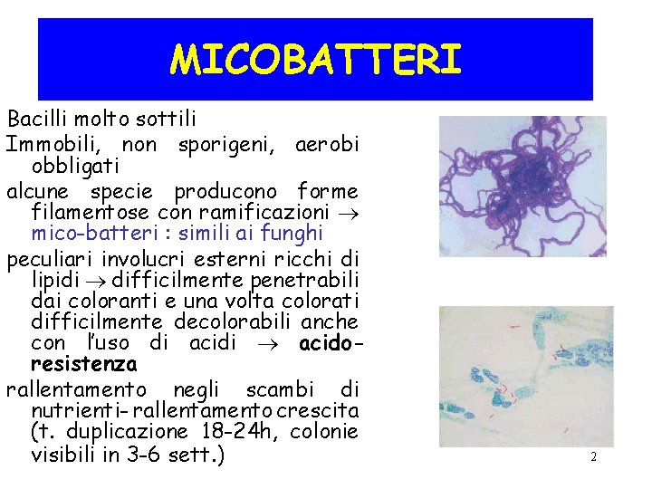 MICOBATTERI Bacilli molto sottili Immobili, non sporigeni, aerobi obbligati alcune specie producono forme filamentose