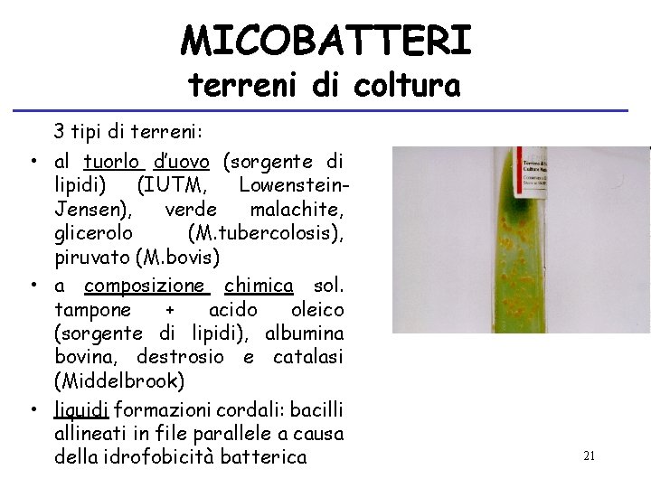 MICOBATTERI terreni di coltura 3 tipi di terreni: • al tuorlo d’uovo (sorgente di