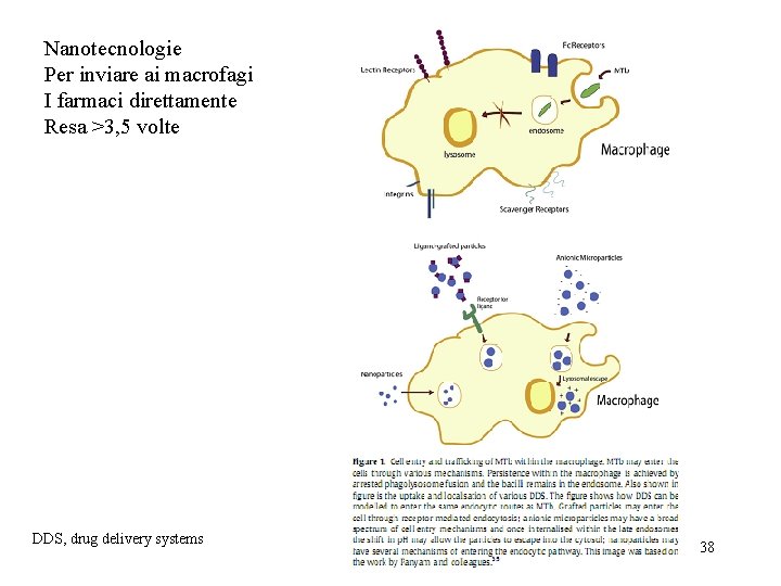 Nanotecnologie Per inviare ai macrofagi I farmaci direttamente Resa >3, 5 volte DDS, drug