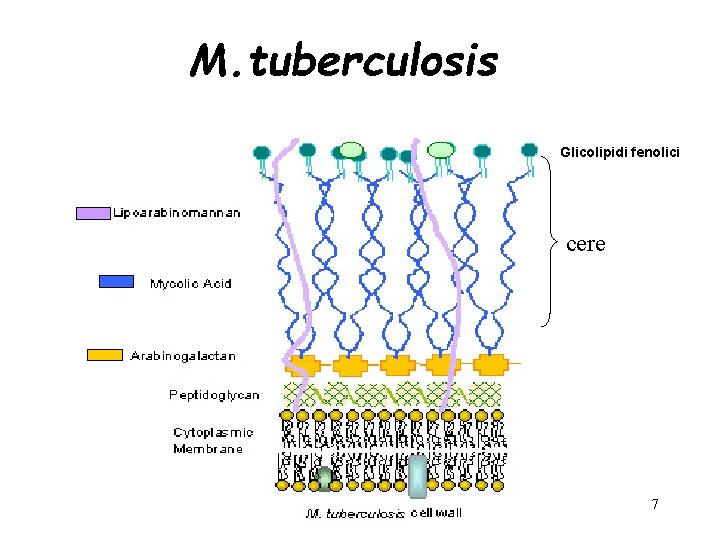 M. tuberculosis Glicolipidi fenolici cere 7 