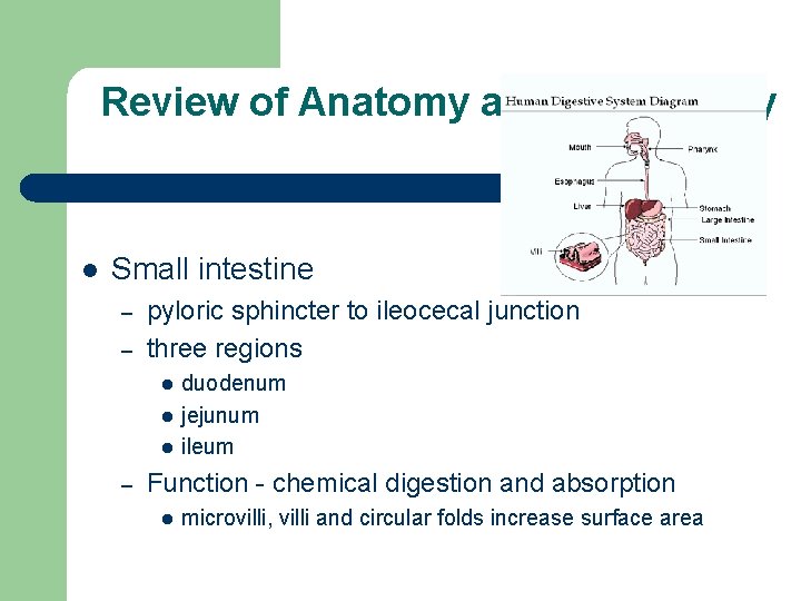 Review of Anatomy and Physiology l Small intestine – – pyloric sphincter to ileocecal