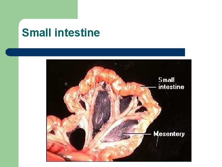 Small intestine 