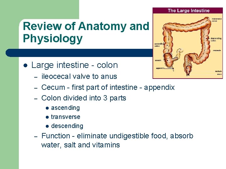 Review of Anatomy and Physiology l Large intestine - colon – – – ileocecal