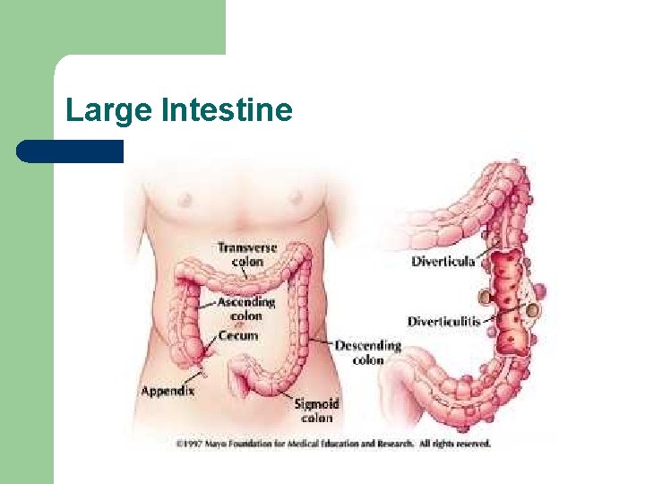 Large Intestine 