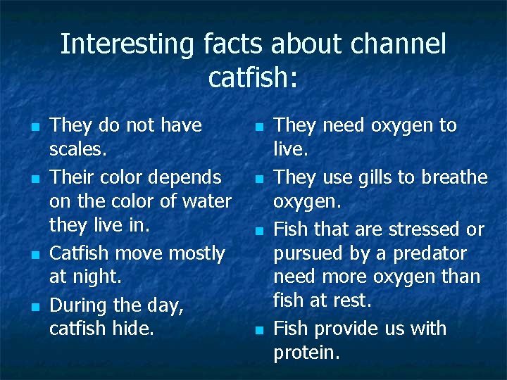 Interesting facts about channel catfish: n n They do not have scales. Their color