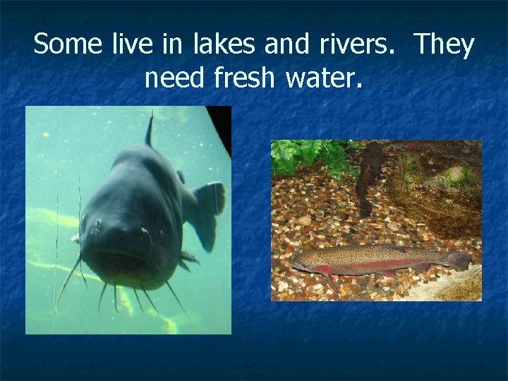 Some live in lakes and rivers. They need fresh water. 