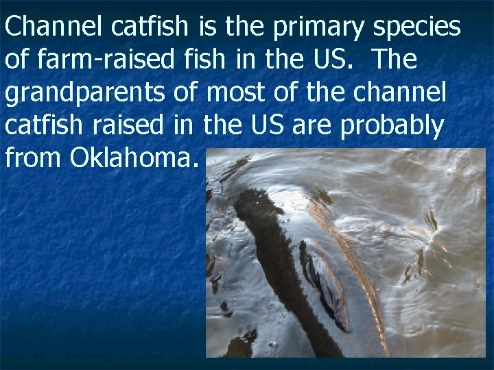 Channel catfish is the primary species of farm-raised fish in the US. The grandparents