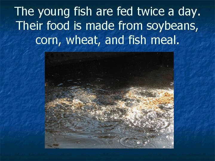 The young fish are fed twice a day. Their food is made from soybeans,